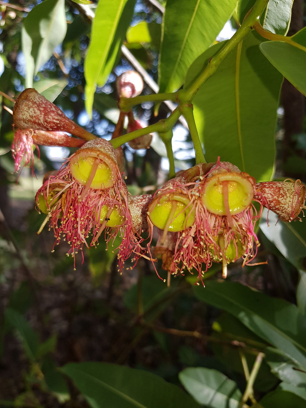 Thumbnail: Corymbia ptychocarpa syn Eucalyptus ptychocarpa - Swamp Bloodwood - 30 seeds