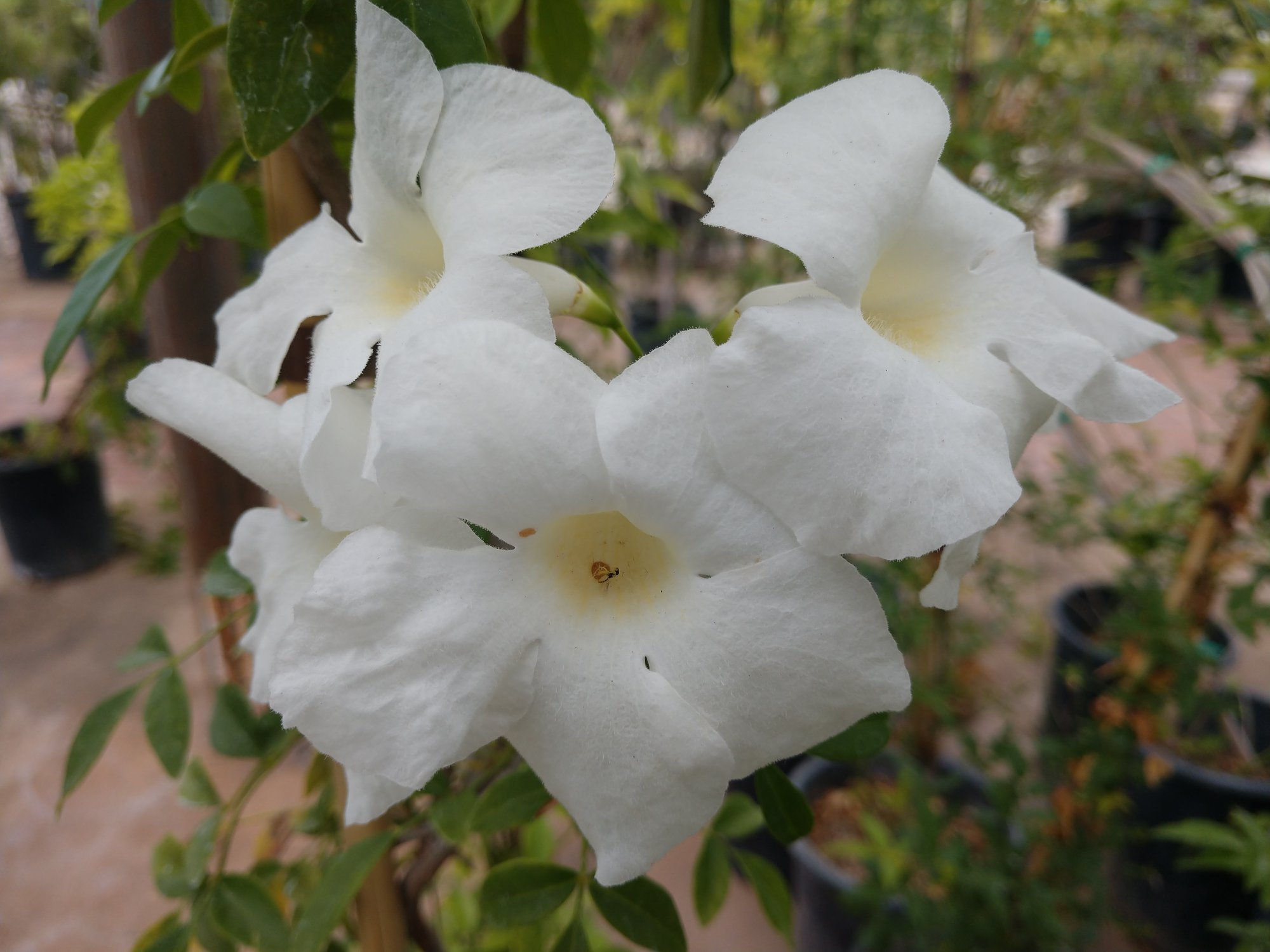 Pandorea jasminoides alba - White Bower of Beauty - 20 seeds