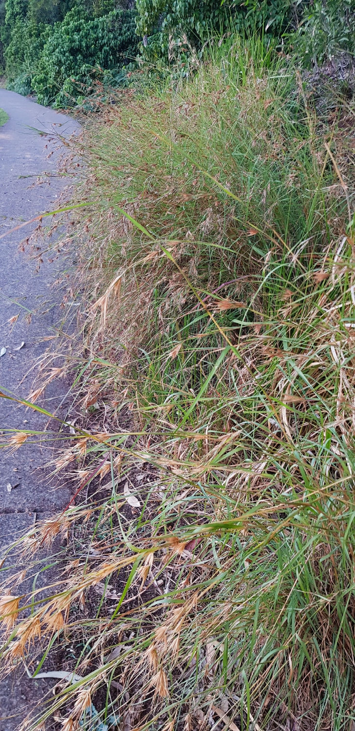 Thumbnail: Themeda triandra - Kangaroo Grass - 30 seeds