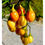 Thumbnail: Solanum lacinatum - Kangaroo Apple - 20 seeds