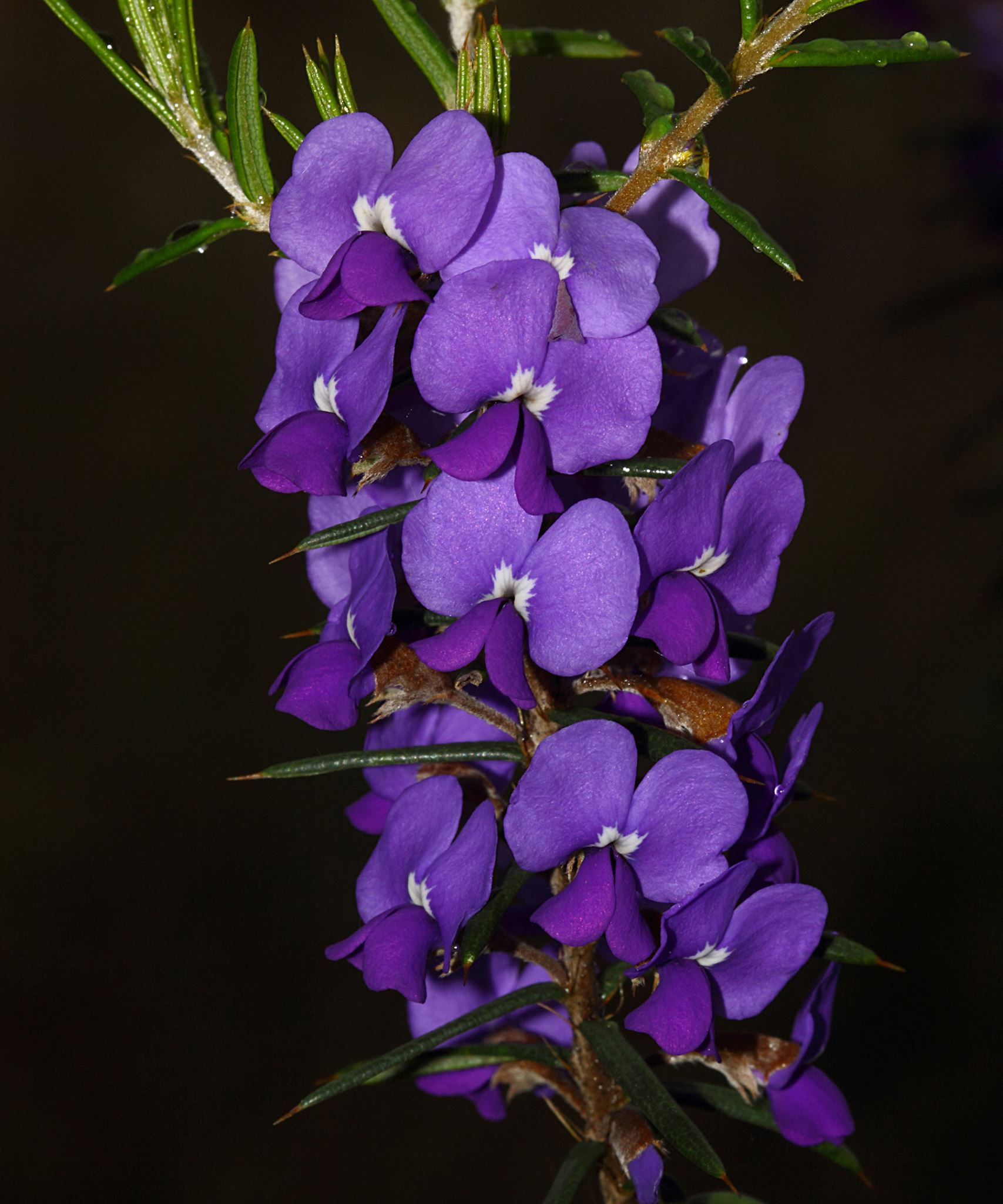 Hovea pungens - Devil's Pins - 20 seeds