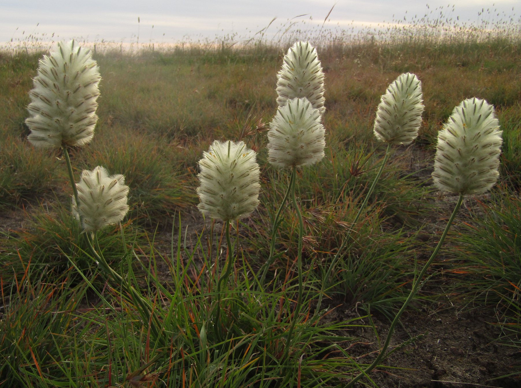 Ptilotus macrocephalus - Feather Tails / Green Mulla Mulla - 25 seeds