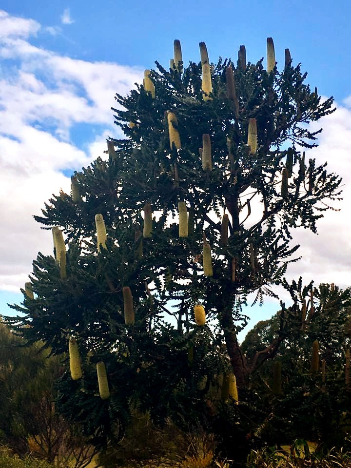 Thumbnail: Banksia grandis - Bull Banksia - 5 seeds