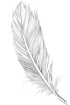 PikPng.com_feather-png_576910.png