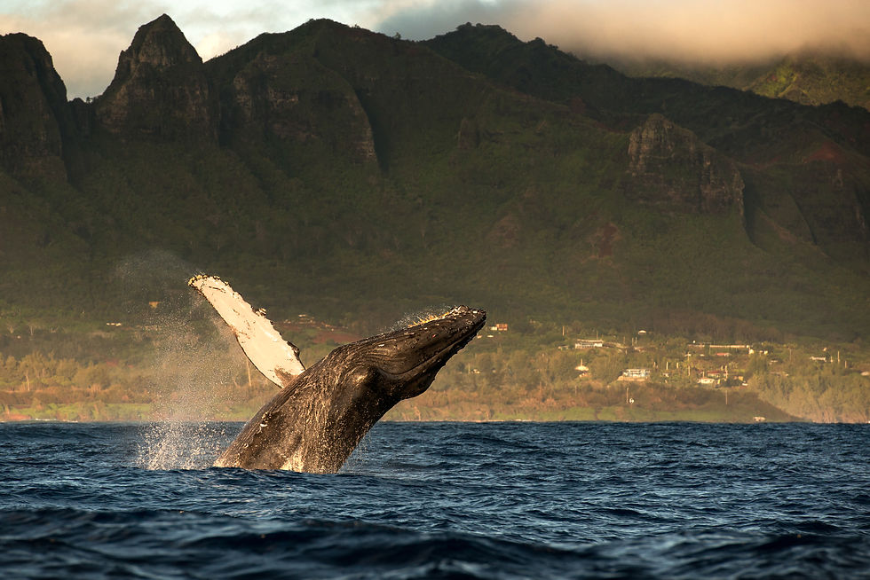 Ballenas Husavik