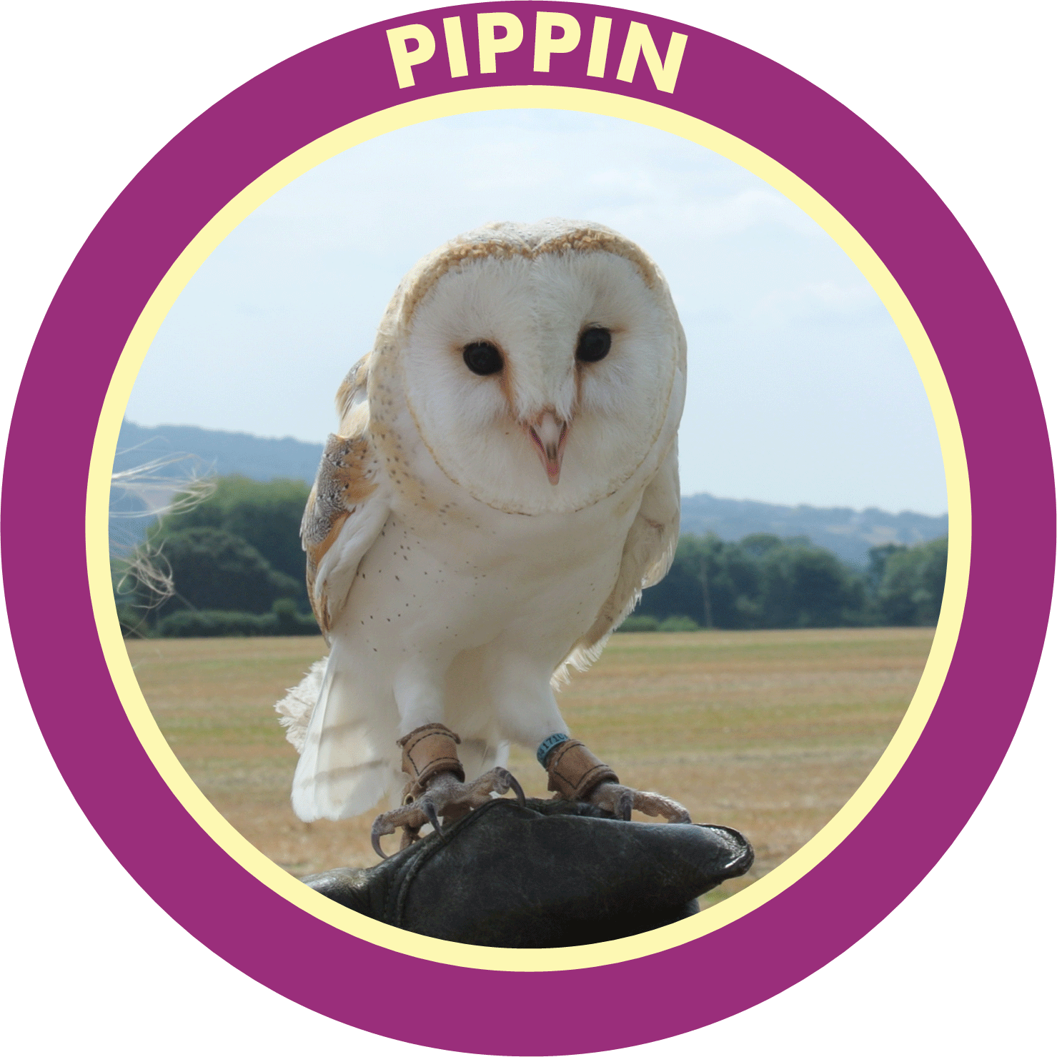 ButtonPippin.gif