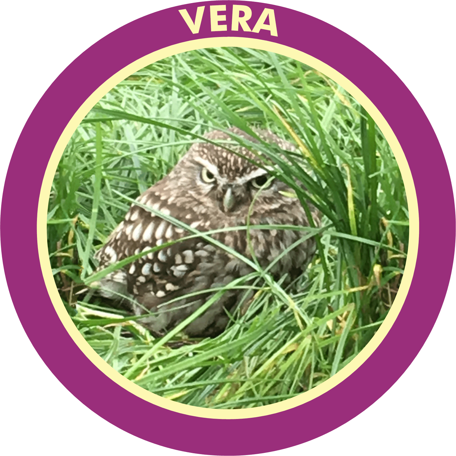 ButtonVera.gif