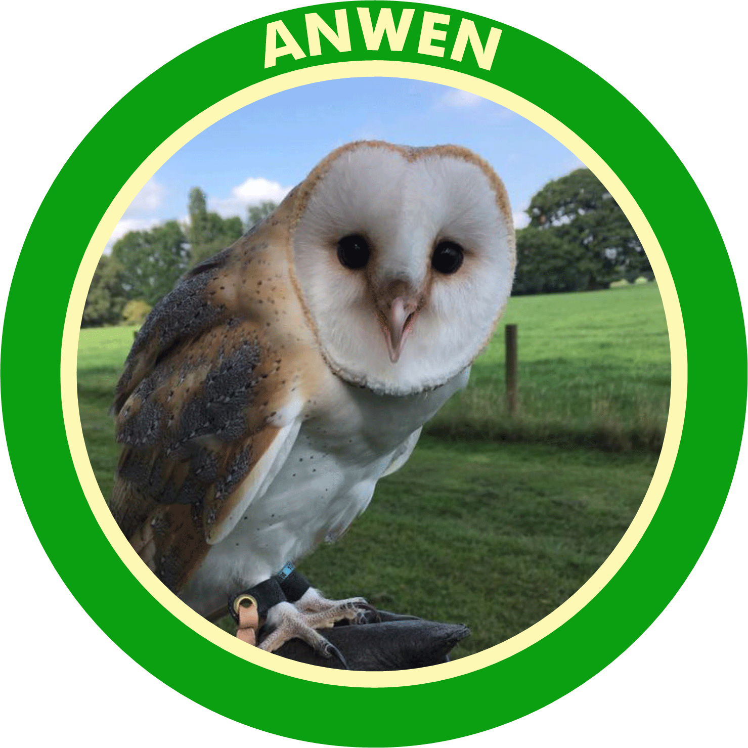 ButtonAnwen.gif