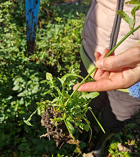 plešec ustavljanje krvavitev.jpg