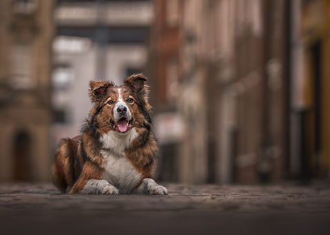 Welsh Collie lay down looking at camera
