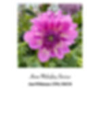 Home Midwife Ann Whitman CPM NHCM