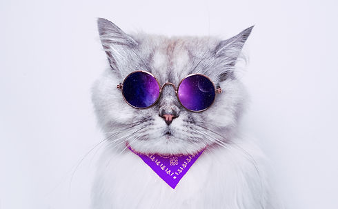 Portrait of funny grey cat in sunglasses reflecting space. Copy space.jpg