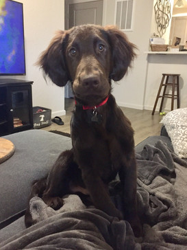 Grizzly at 17 weeks