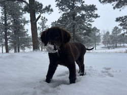 Sequoia loves the snow