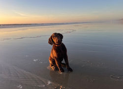 Sequoia at the ocean