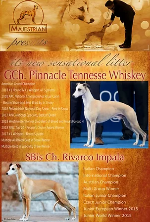 pinnacle whippets