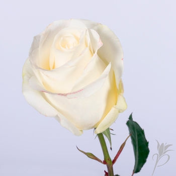 Thumbnail: White Rose