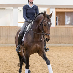 Reele Pferdeausbildung 