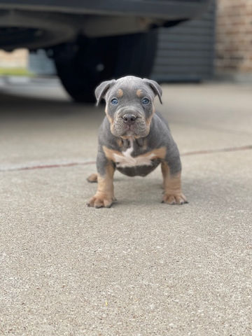 Best bullies in texas