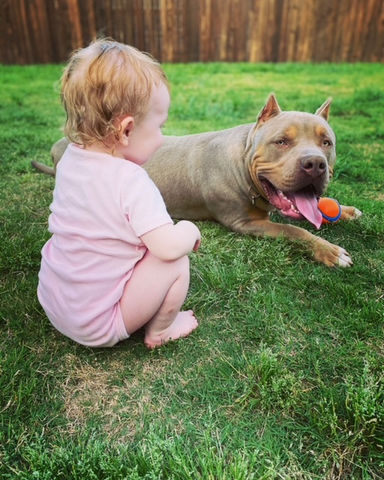 Texas bully breeders