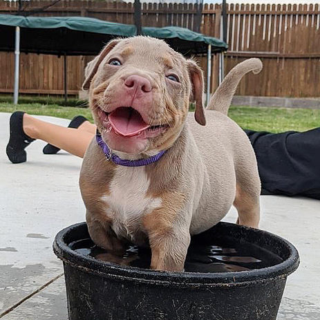 Pitbull puppies