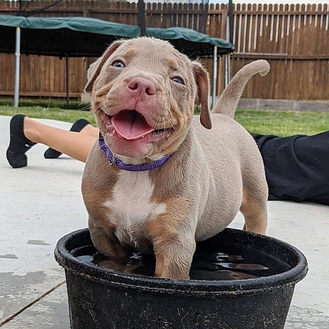 Pitbull puppies