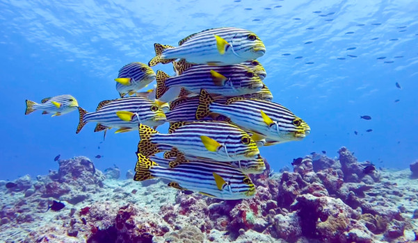 Bildmaterial: Ali Rasheed, 2024