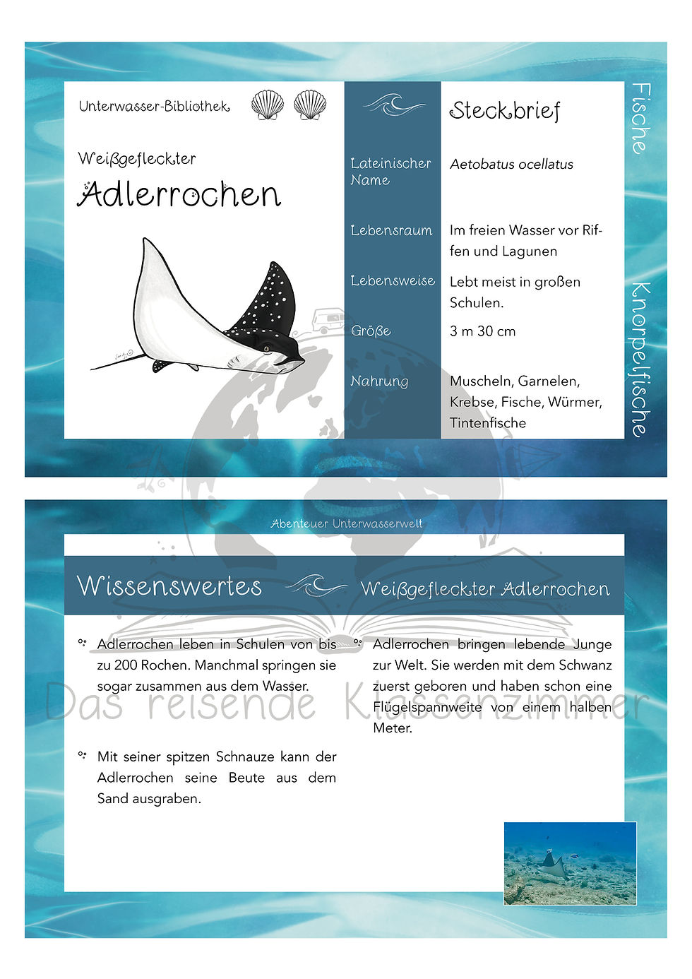 Miniaturbild: Unterwasserbibliothek Muschelstufe 2