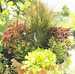 Potted Plant Pinder's.png