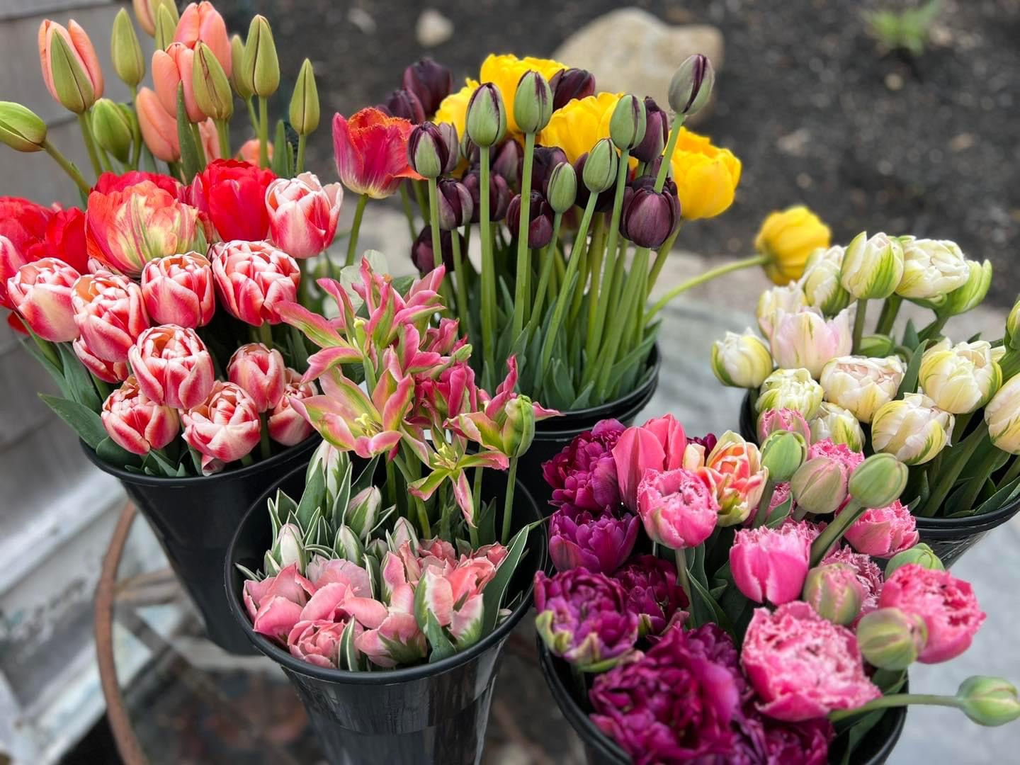 2026 Spring Flower CSA