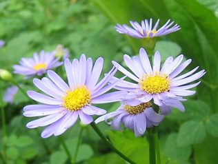 社会福祉法人養正会 ホープフルあすてーる 社会福祉法人養正会 ホープフルあすてーる
