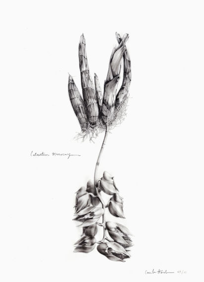 CATASETUM MACROCARPUM final.jpg