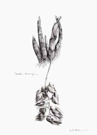 CATASETUM MACROCARPUM final.jpg