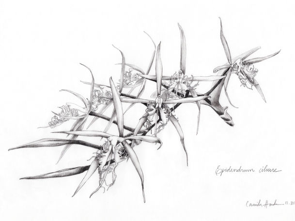 EPIDENDRUM CILIARE final.jpg