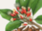 botanical7.jpg