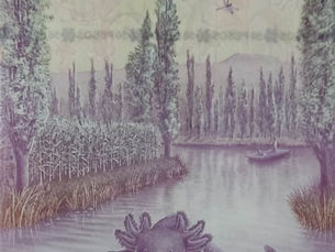 Billete de 50 en México gana en 2do lugar a nivel mundial