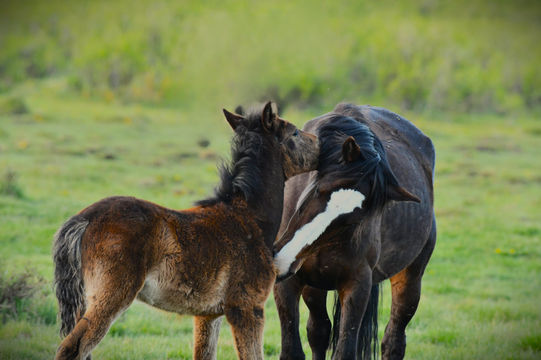 Mother & Foel 