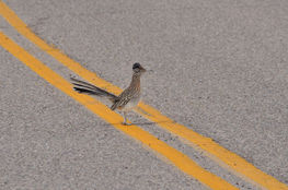 Iconic RoadRunner