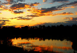 Pond Reflects