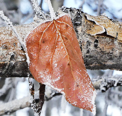 Frozen In Time