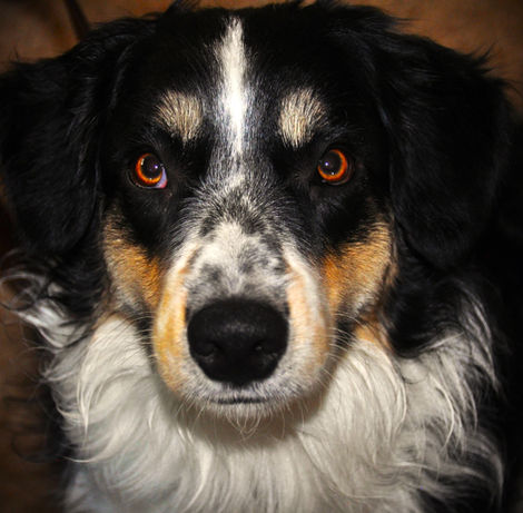 Loyal Companion Portaits  