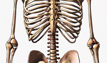 ribcage.jpg