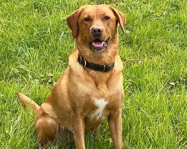 Foxred Labs Fox Red Labradors Maidenhead