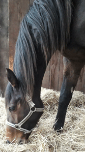 anne2.gif