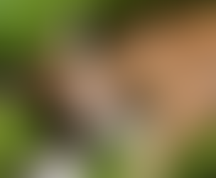 Rama’s White Knight Report - November 21, 2024