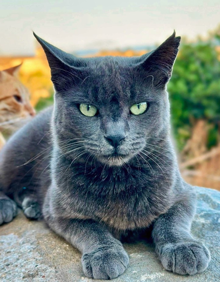 A Russian Blue cat