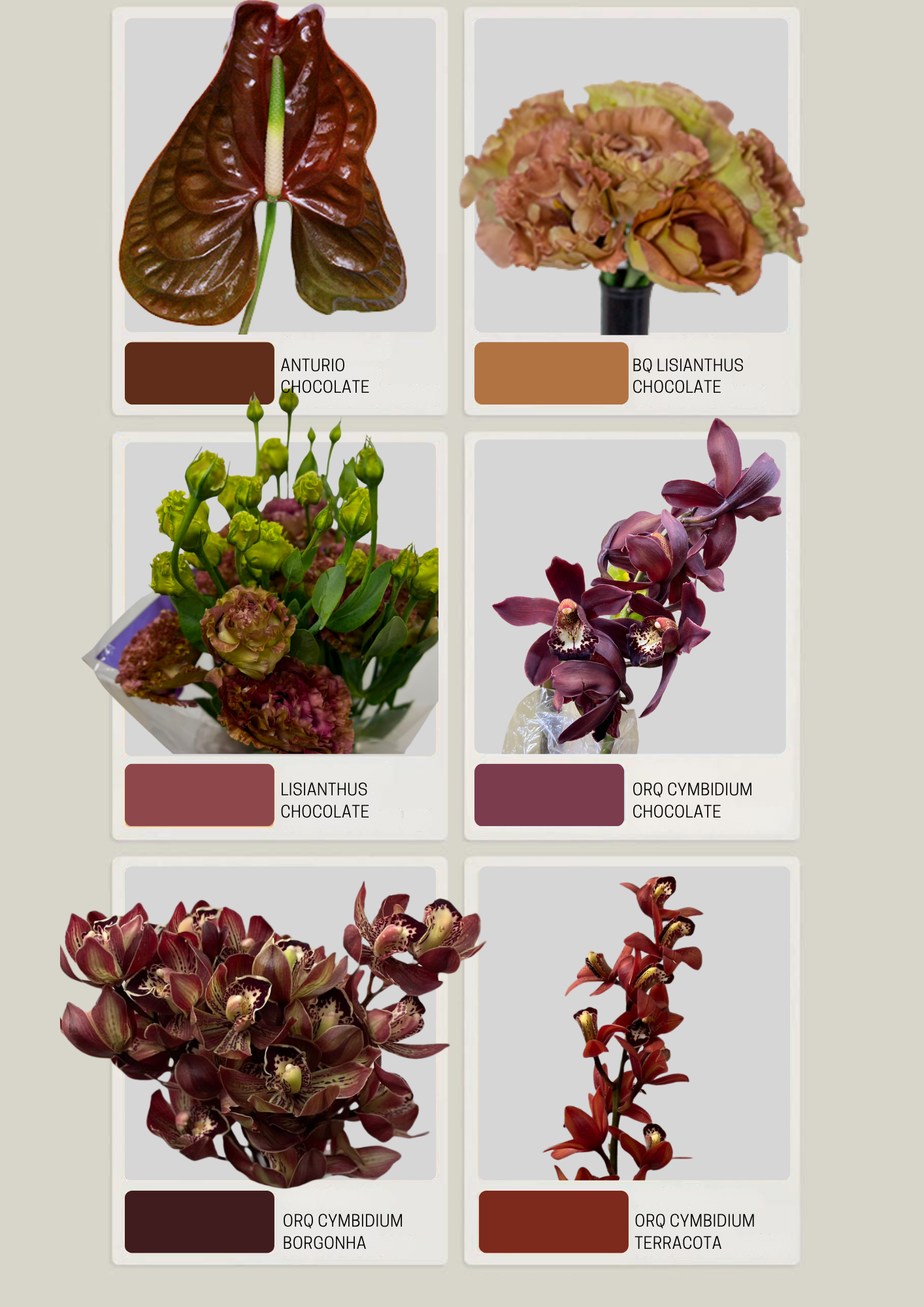 Catalogo Marrom