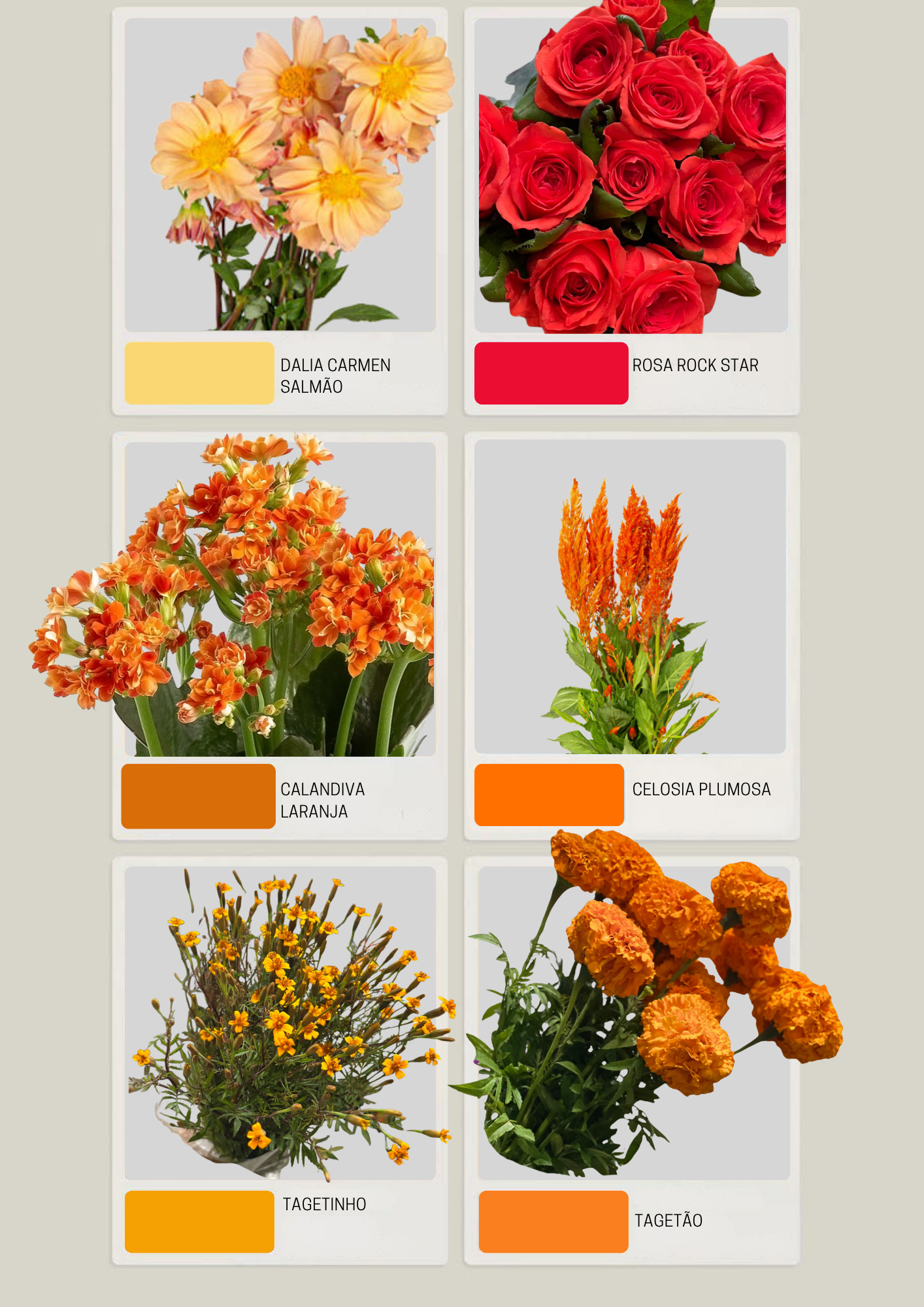 Catalogo Laranja & Coral & Salmão.