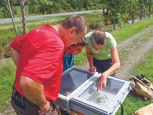 Insektencheck_Philipp Larch.jpg