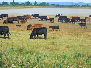 Arbeitsprogramm für Einzelflächen Nationalpark Neusiedlersee (2023)